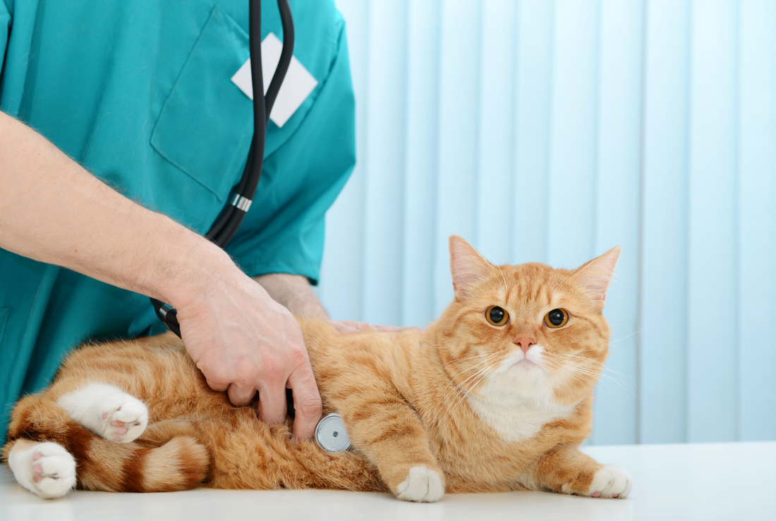 veterinario atendiendo a un gato amarillo usando un trajes clínicos en color turquesa